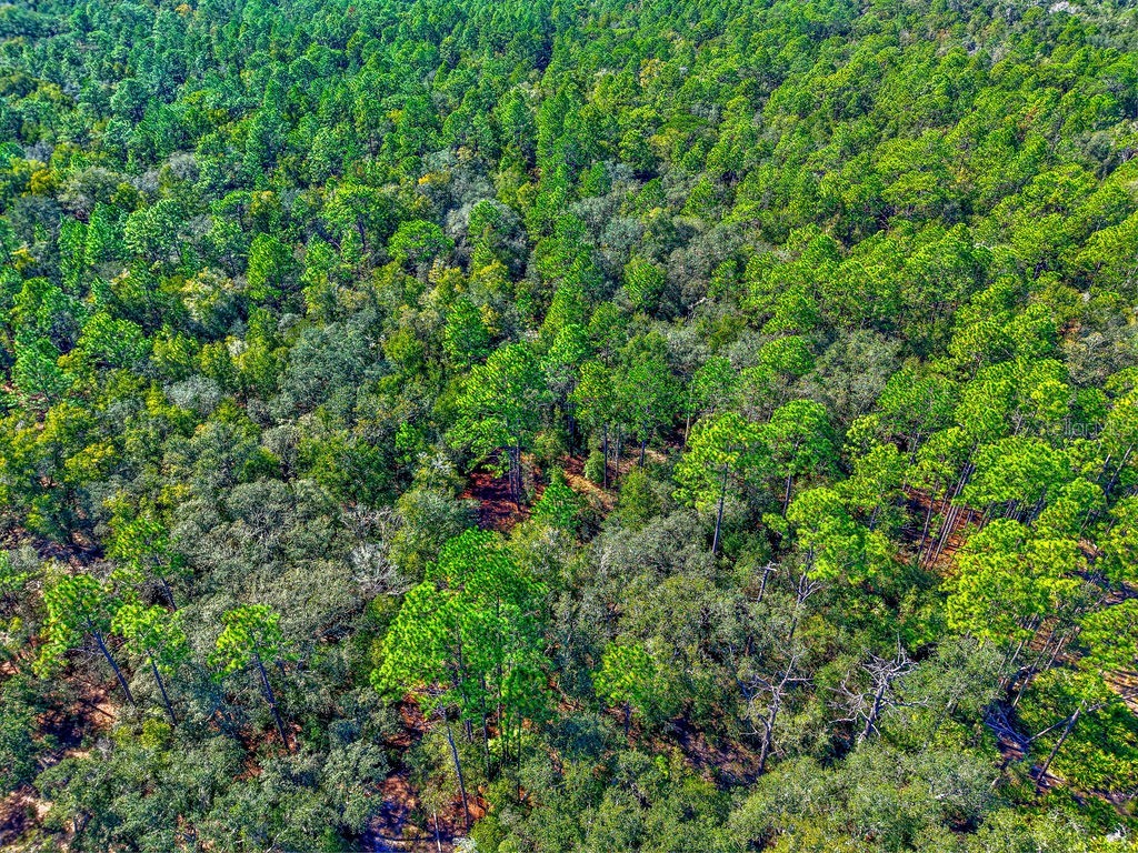 7157 W Contentment Lane Dunnellon FL 34433 TB8443221 image19