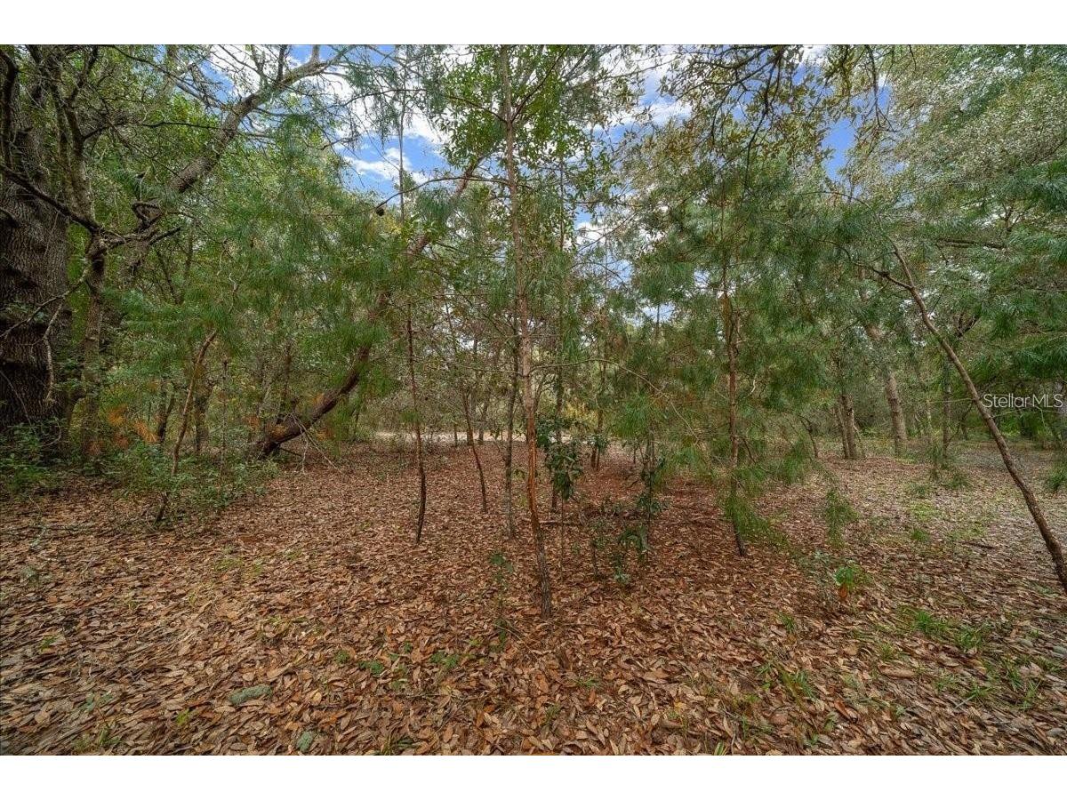 7173 W R Thomas Road Keystone Heights FL 32656 - Hall Lake OM713758 image72