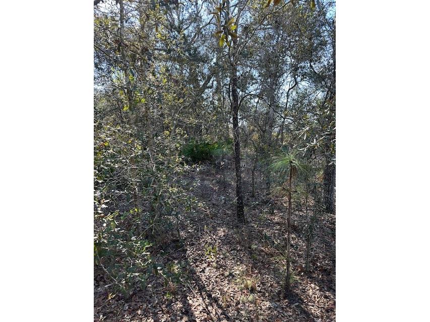 7179 W Merrivale Lane Homosassa FL 34446 U8231591 image5