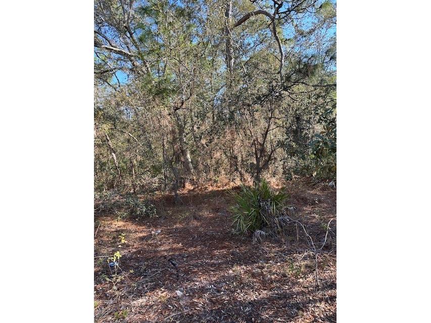 7179 W Merrivale Lane Homosassa FL 34446 U8231591 image6