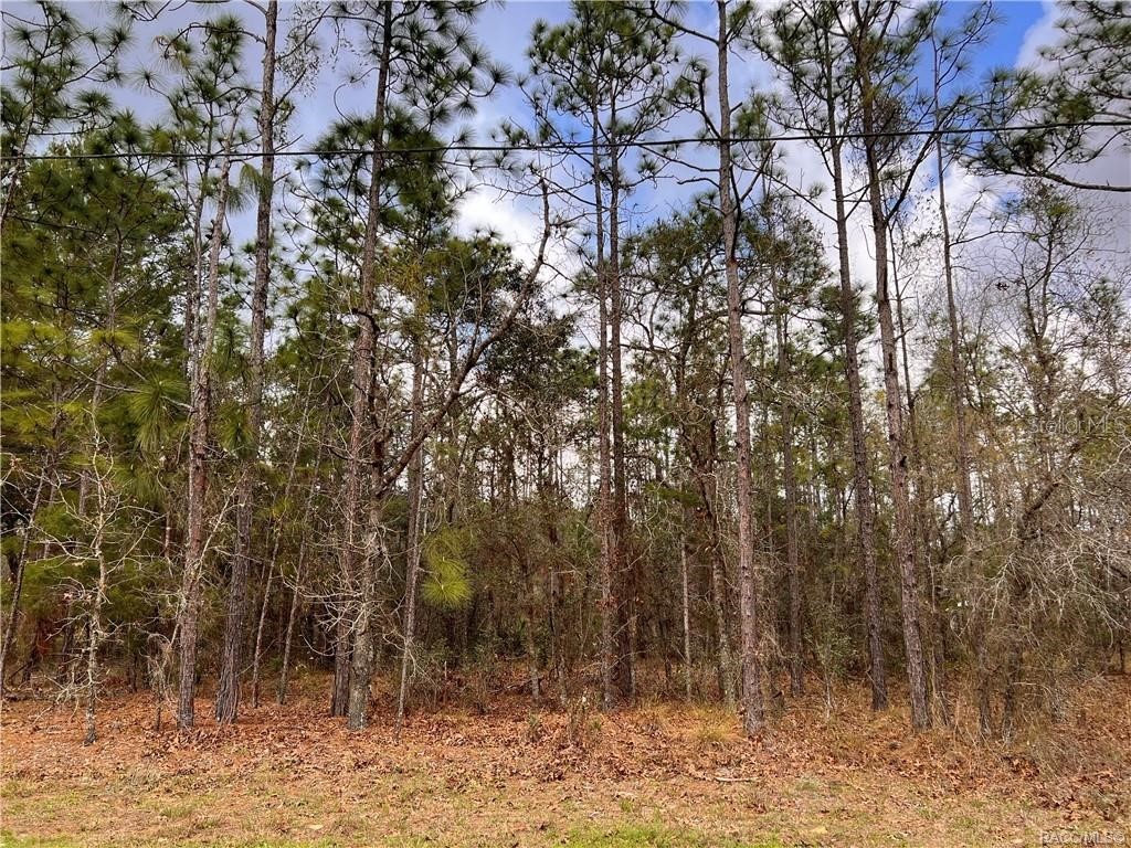 72 Whitewood Street Homosassa FL 34446 W7859960 image1