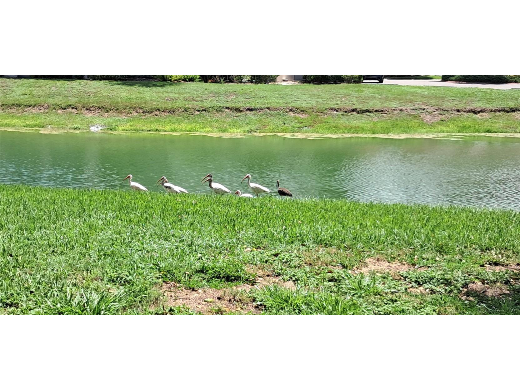 7201 Country Club Drive #G21 Lake Wales FL 33898 P4935318 image52