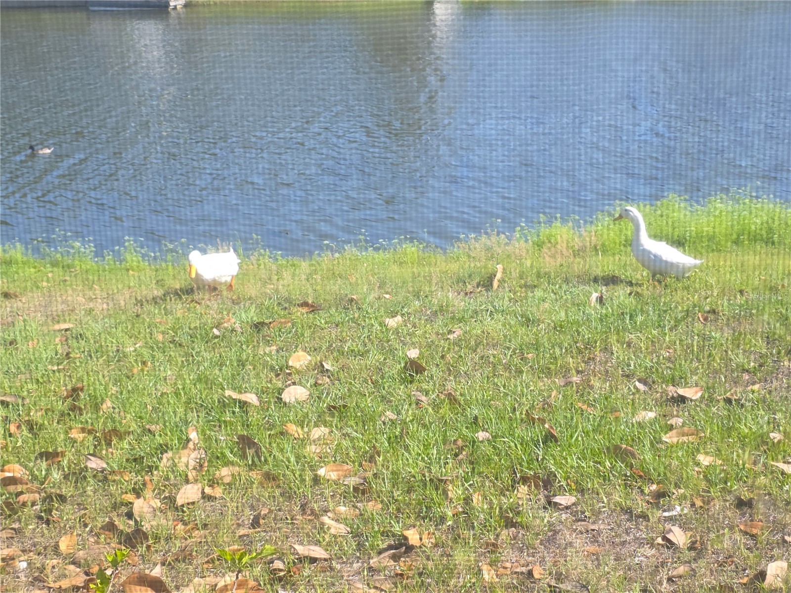 7207 Ashwood Drive Port Richey FL 34668 W7883825 image35
