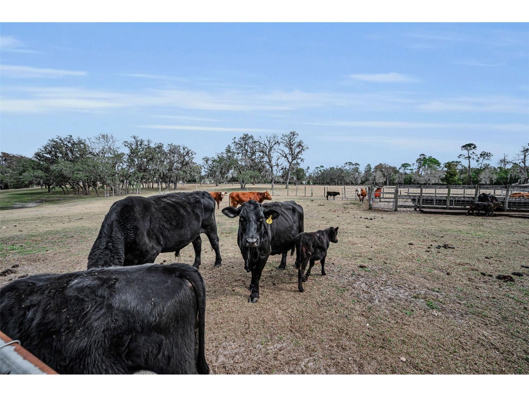 7230 Old Homestead Road New Port Richey FL 34654 TB8476406 image86