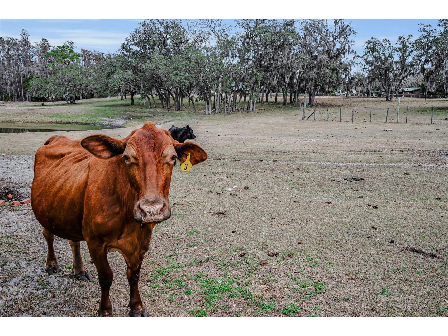 7230 Old Homestead Road New Port Richey FL 34654 TB8476406 image88