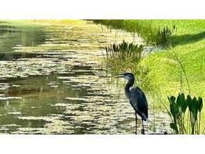 7236 Orchid Island Place Bradenton FL 34202 A4661406 image64