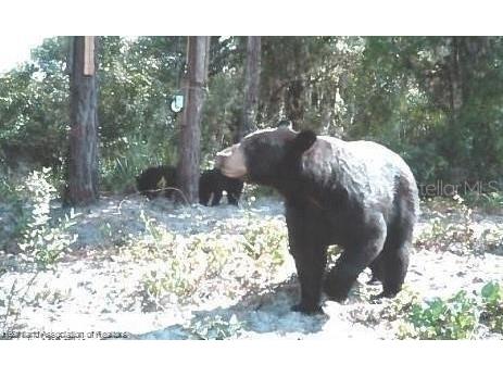 725 Moon Ranch Road Sebring FL 33870 L4945372 image8