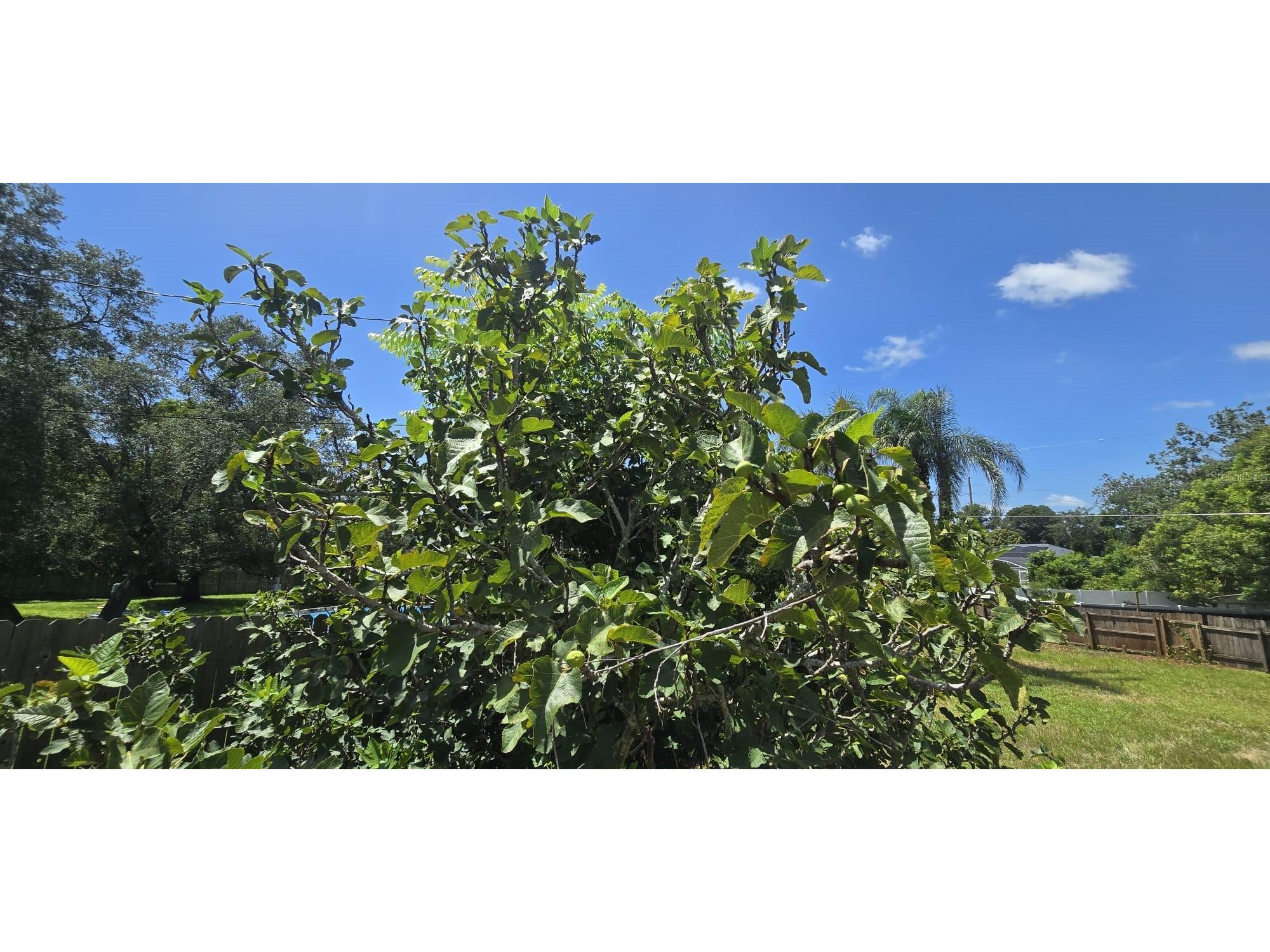 725 Tulip Court Deltona FL 32725 O6424690 image31