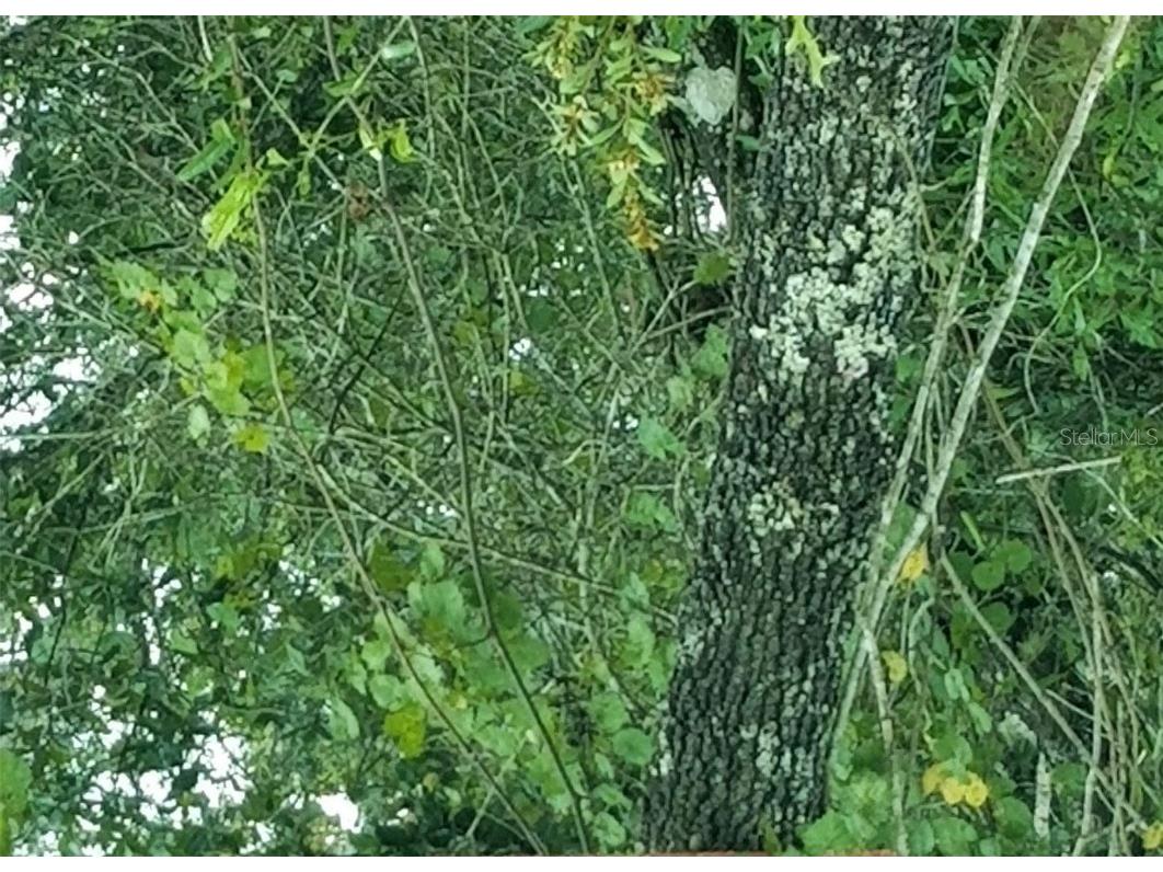 7261 Willoughby Drive Webster FL 33597 T3450249 image1