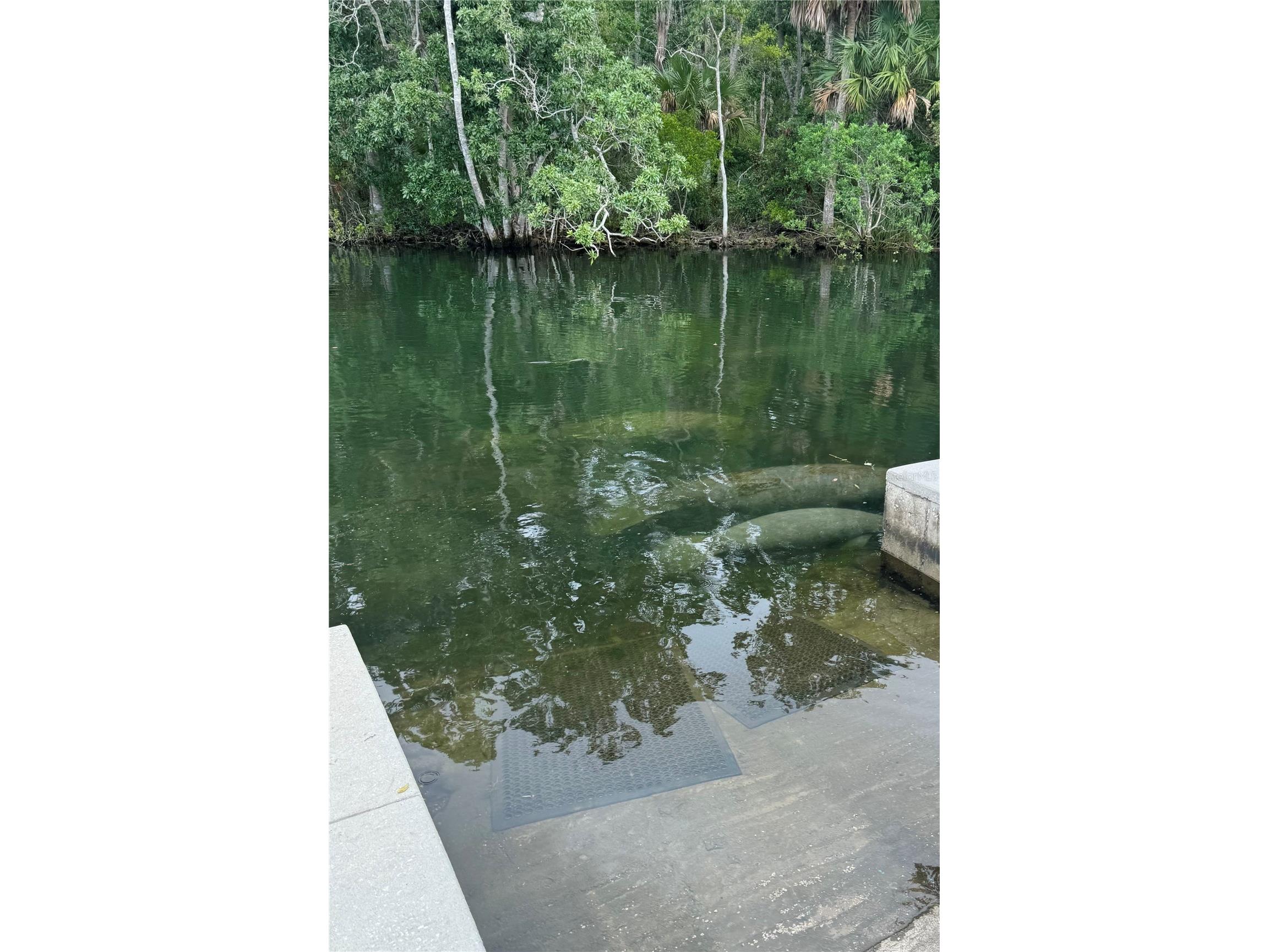 7266 Tropical Drive Weeki Wachee FL 34607 TB8469717 image38