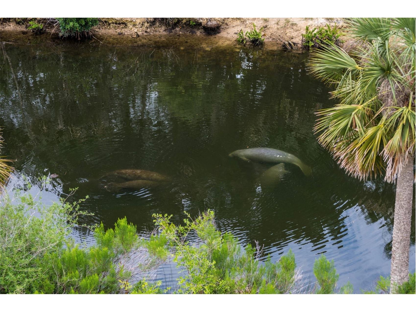 7281 Aberdeen Court Weeki Wachee FL 34607 W7886096 image45