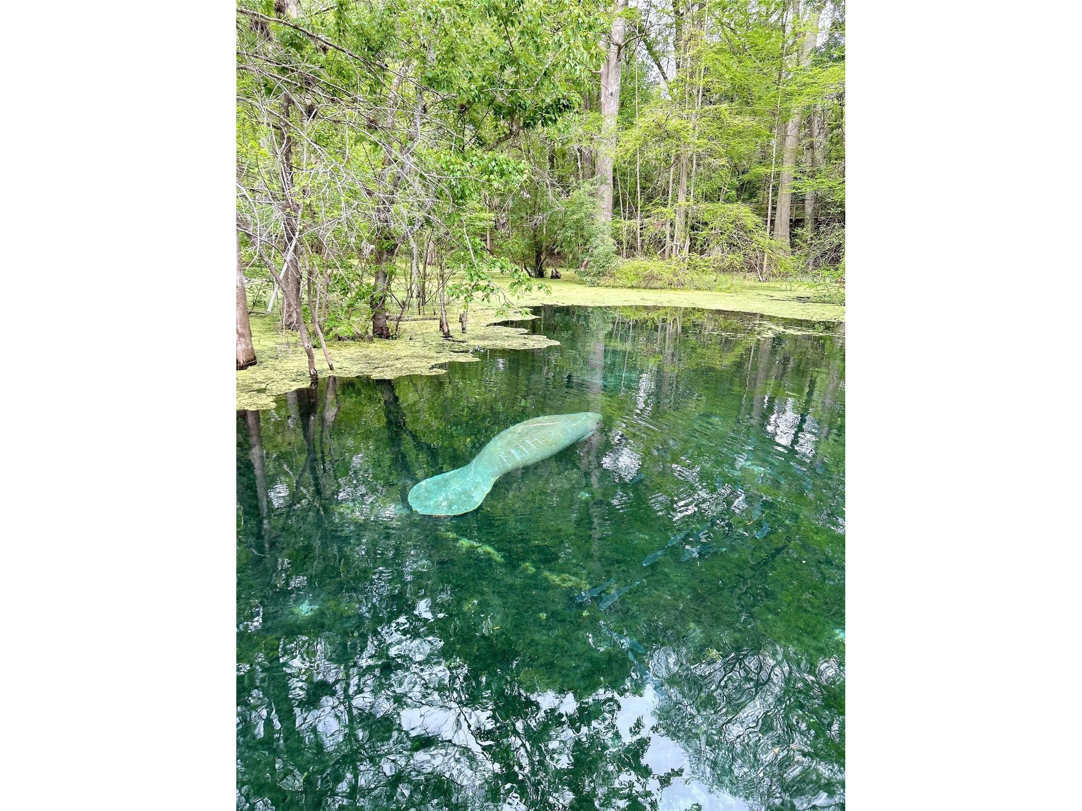 7296 NW 170th Street Trenton FL 32693 W7884450 image37