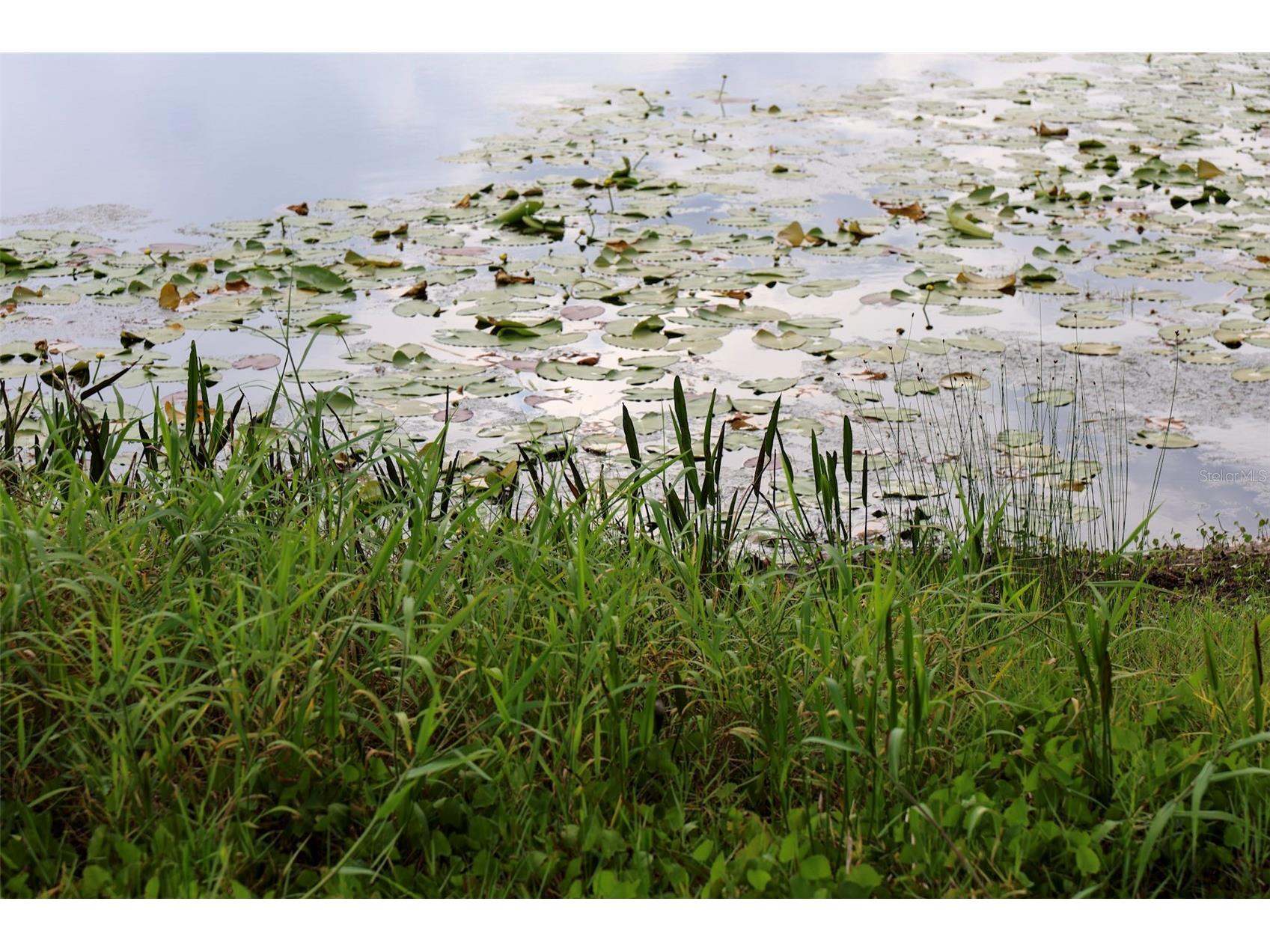 730 Crystal Lake Rd Lutz FL 33548 - SOUTH CRYSTAL LAKE TB8525294 image42