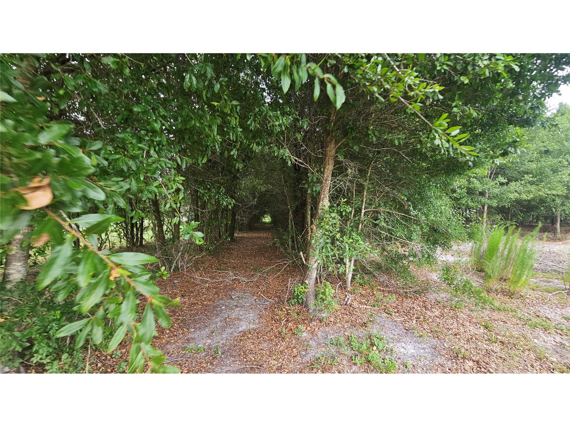 7309 Quail Meadow Road Plant City FL 33565 TB8516475 image62