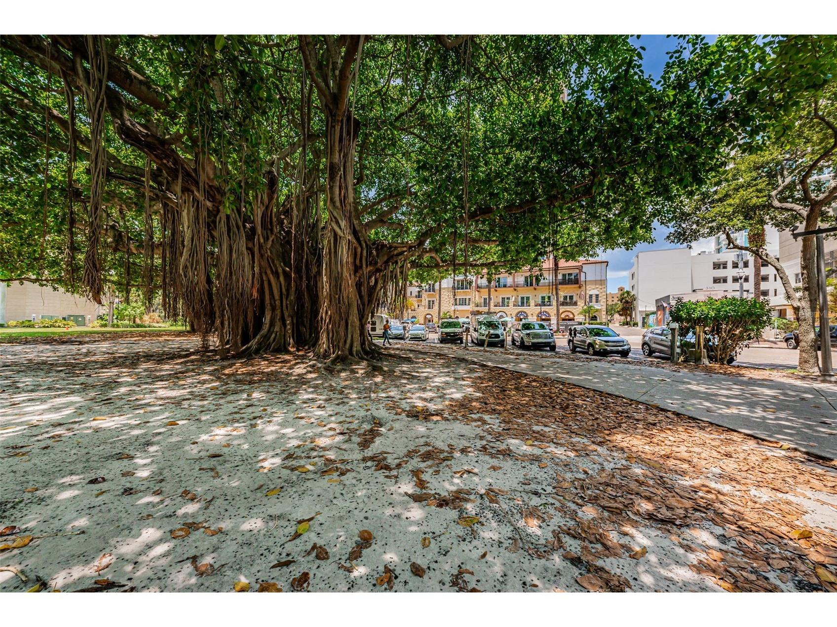 732 and 732 1/2 NE Oak Street Saint Petersburg FL 33701 TB8513524 image91