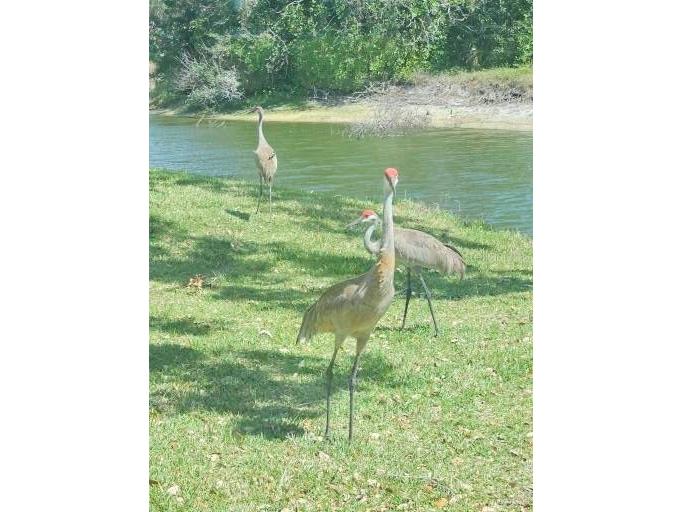 7320 Golf Pointe Circle Sarasota FL 34243 A4666761 image57