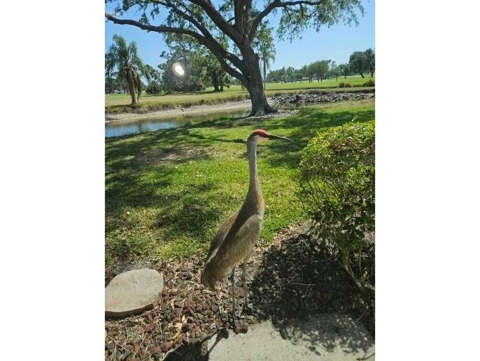 7320 Golf Pointe Circle Sarasota FL 34243 A4666761 image58