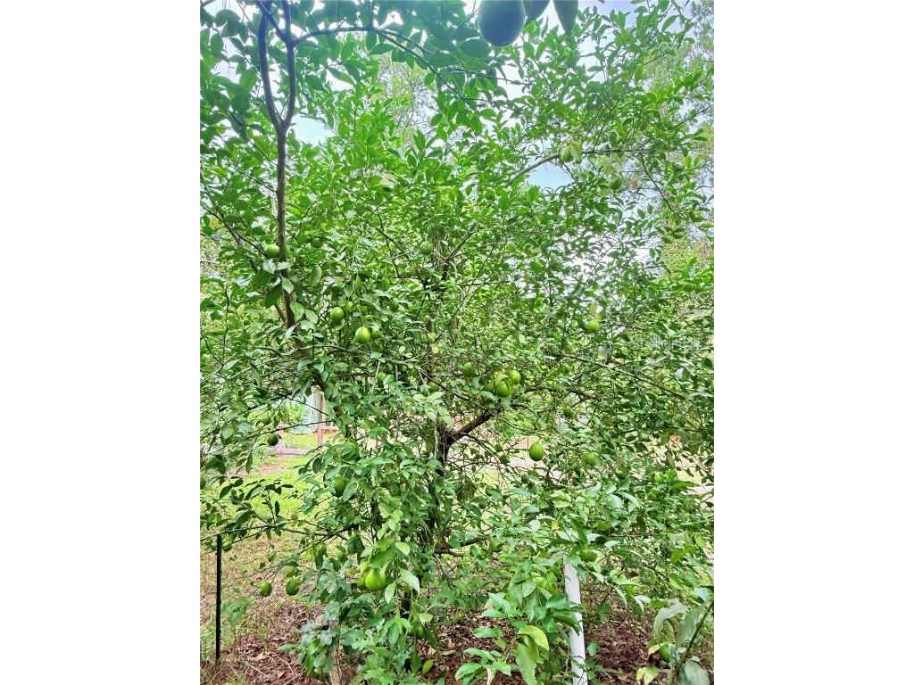 7324 NW 152 Place Alachua FL 32615 GC534615 image25