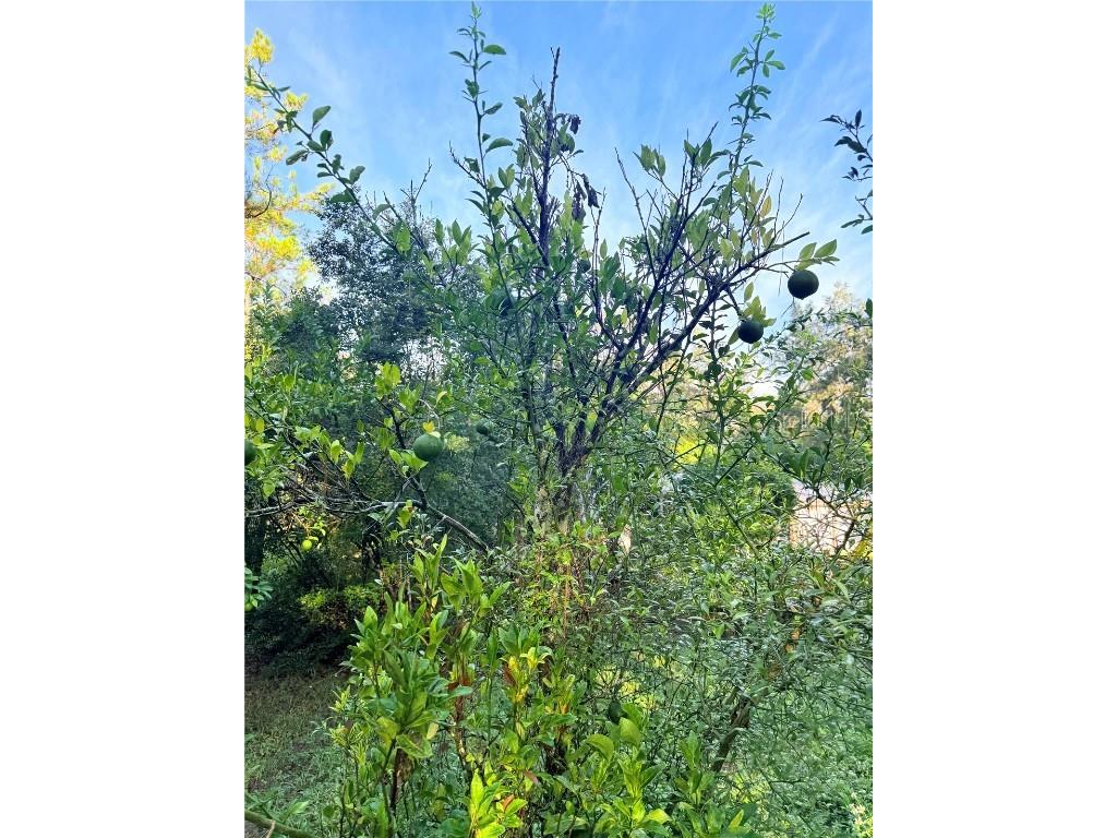 7324 NW 152 Place Alachua FL 32615 GC534615 image3