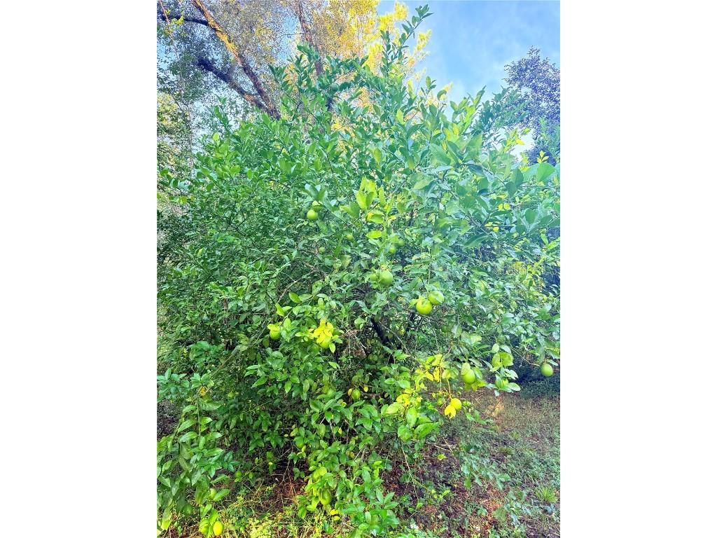 7324 NW 152 Place Alachua FL 32615 GC534615 image4