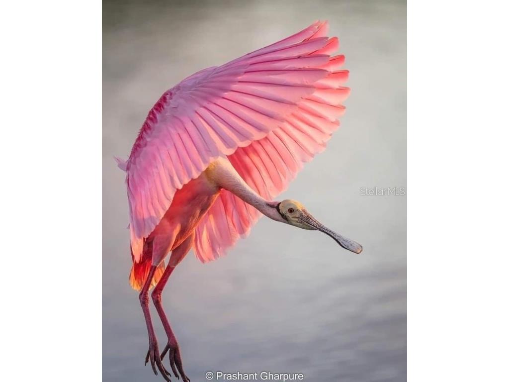 7353 Banner Street New Port Richey FL 34653 W7880681 image50