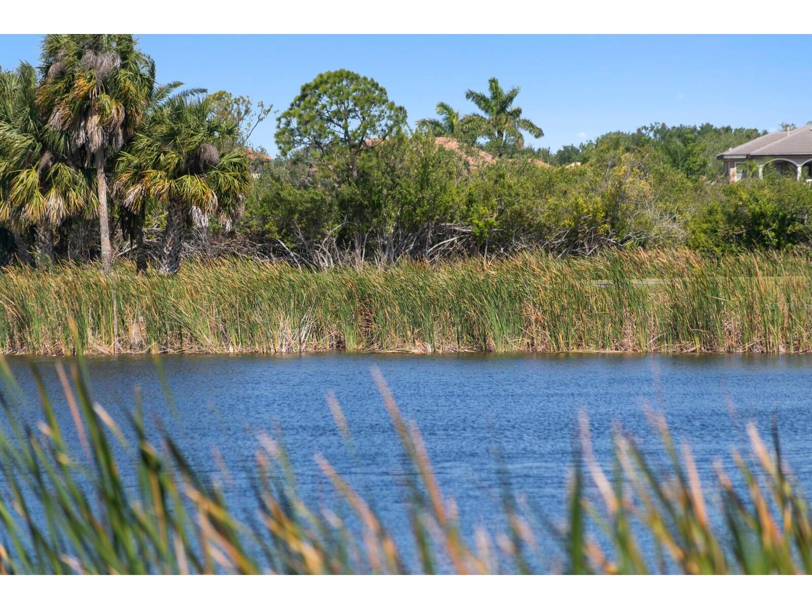 7361 Watersilk Drive Pinellas Park FL 33782 TB8497167 image50
