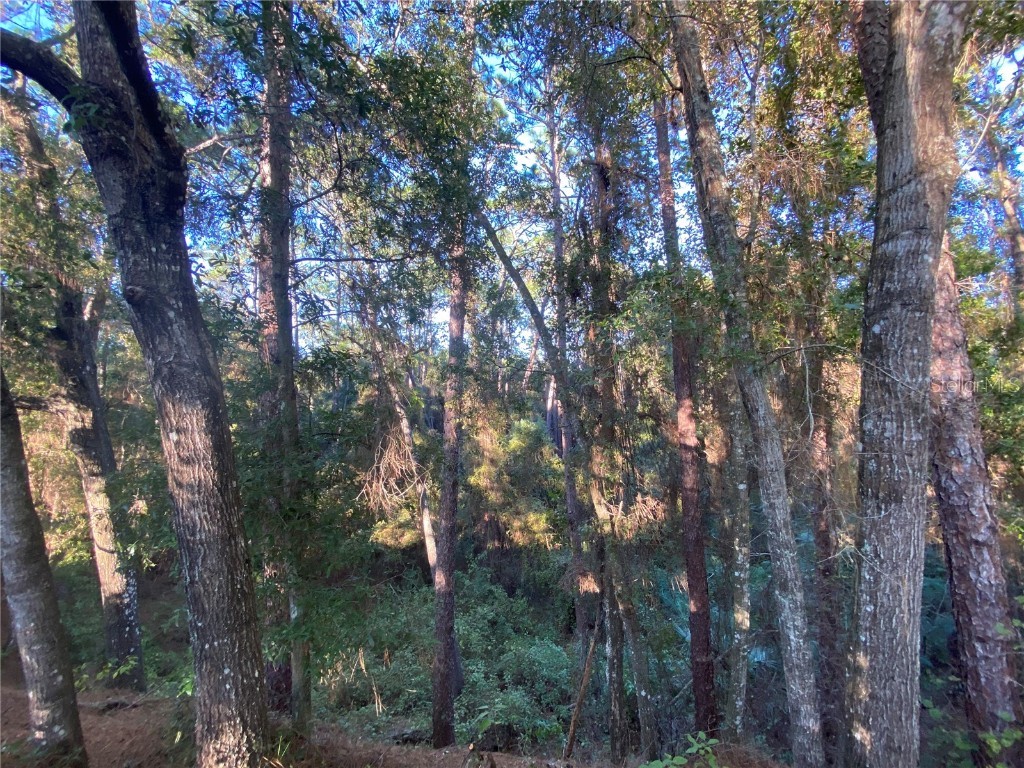 7373 E Savannah Court Floral City FL 34436 TB8373233 image15