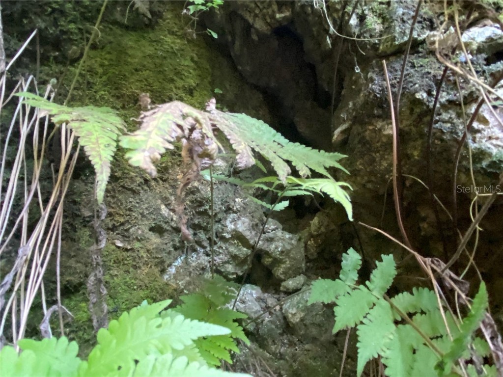 7373 E Savannah Court Floral City FL 34436 TB8373233 image17