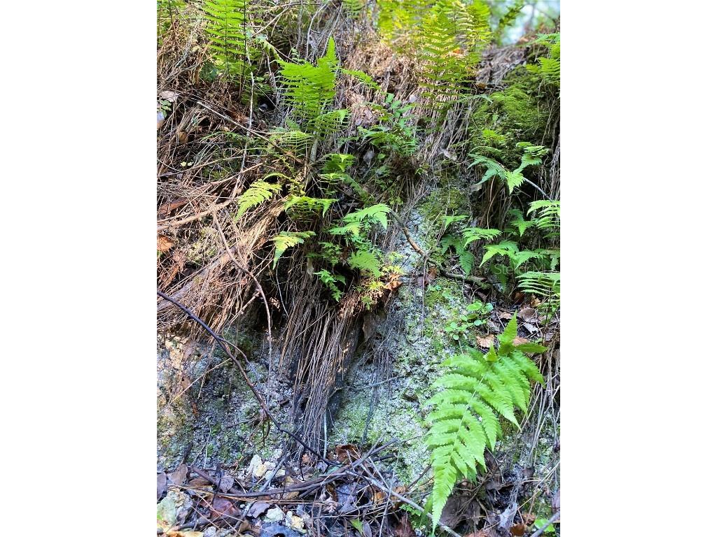 7373 E Savannah Court Floral City FL 34436 TB8373233 image19