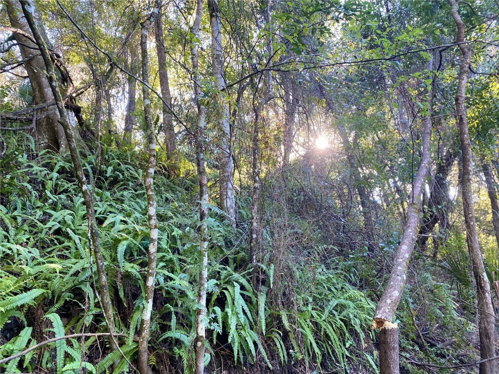 7373 E Savannah Court Floral City FL 34436 TB8373233 image21