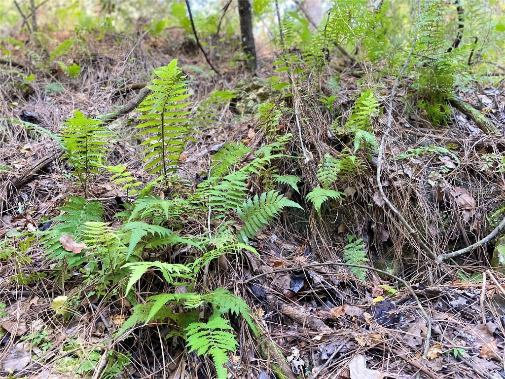 7373 E Savannah Court Floral City FL 34436 TB8373233 image23