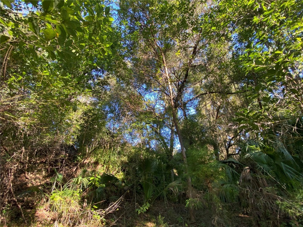 7373 E Savannah Court Floral City FL 34436 TB8373233 image26