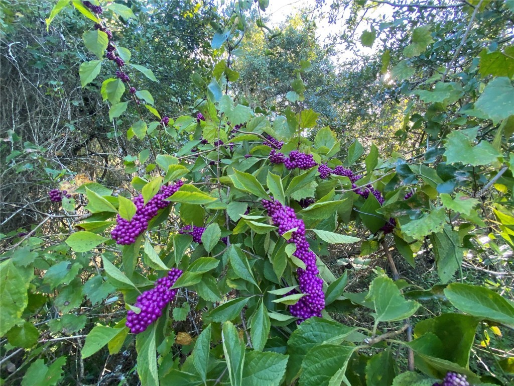 7373 E Savannah Court Floral City FL 34436 TB8373233 image29