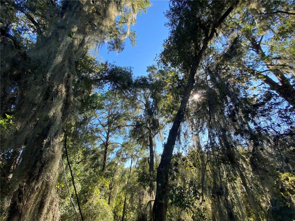 7373 E Savannah Court Floral City FL 34436 TB8373233 image30