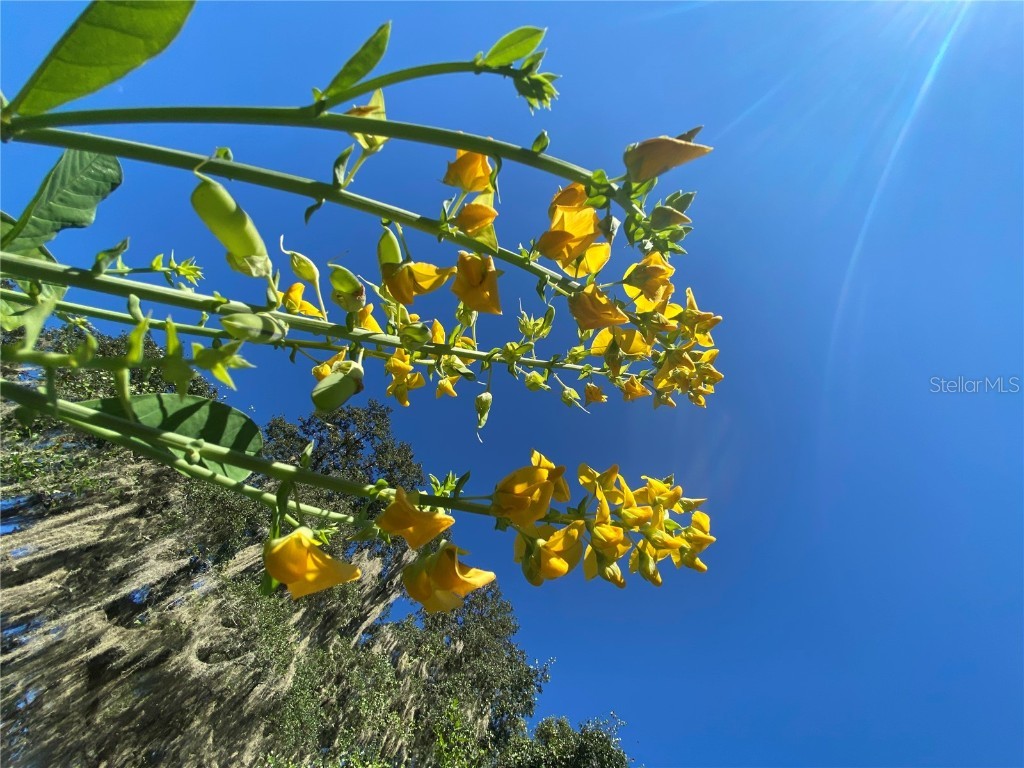 7373 E Savannah Court Floral City FL 34436 TB8373233 image34