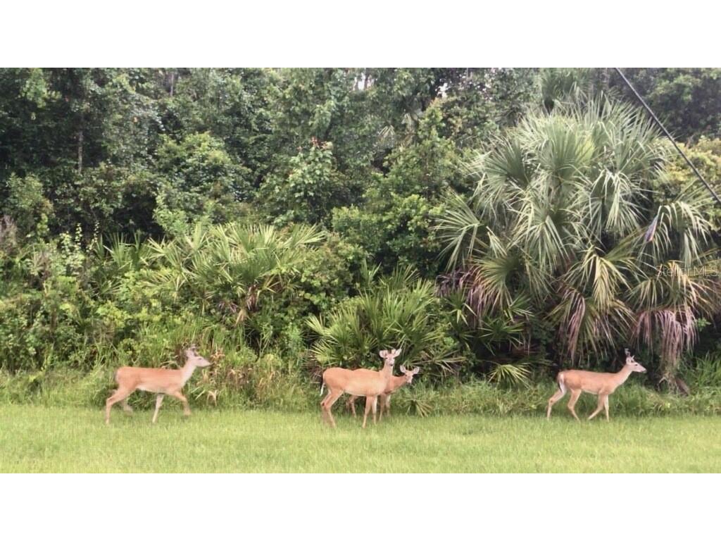 738 Via Como Street Kissimmee FL 34759 O6371876 image44