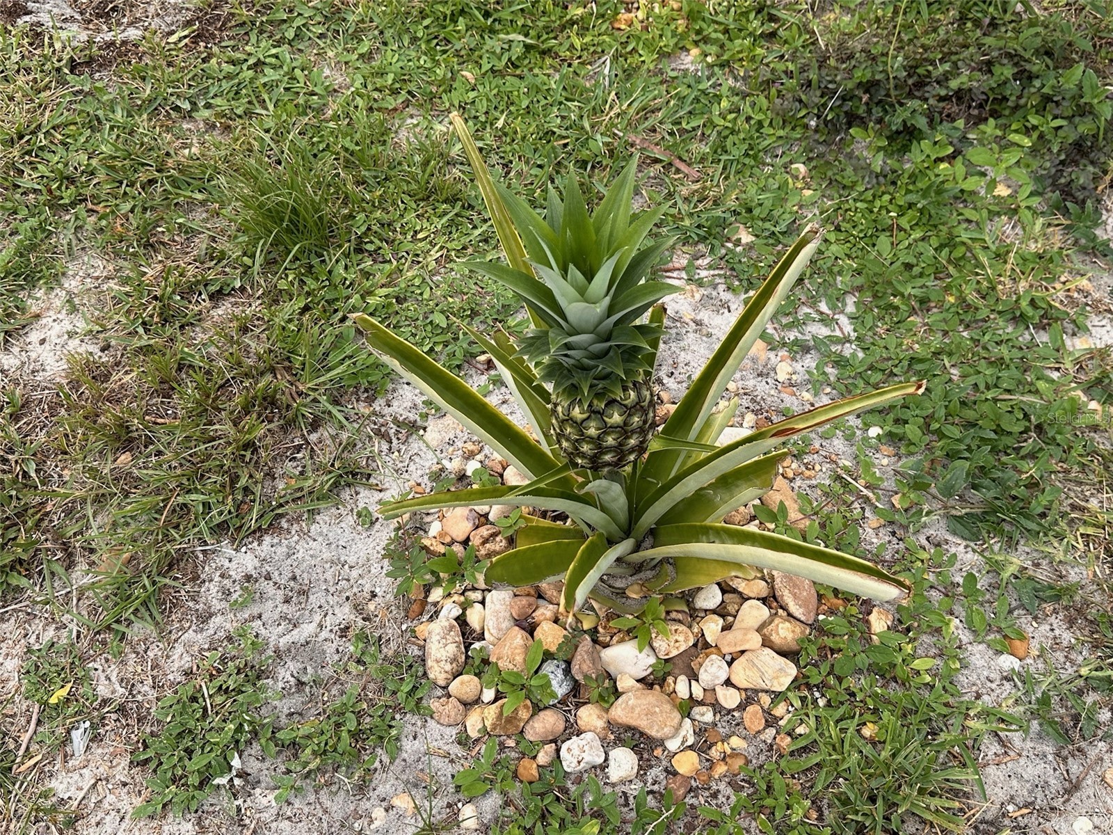 7388 SE Swan Avenue Hobe Sound FL 33455 O6415428 image21
