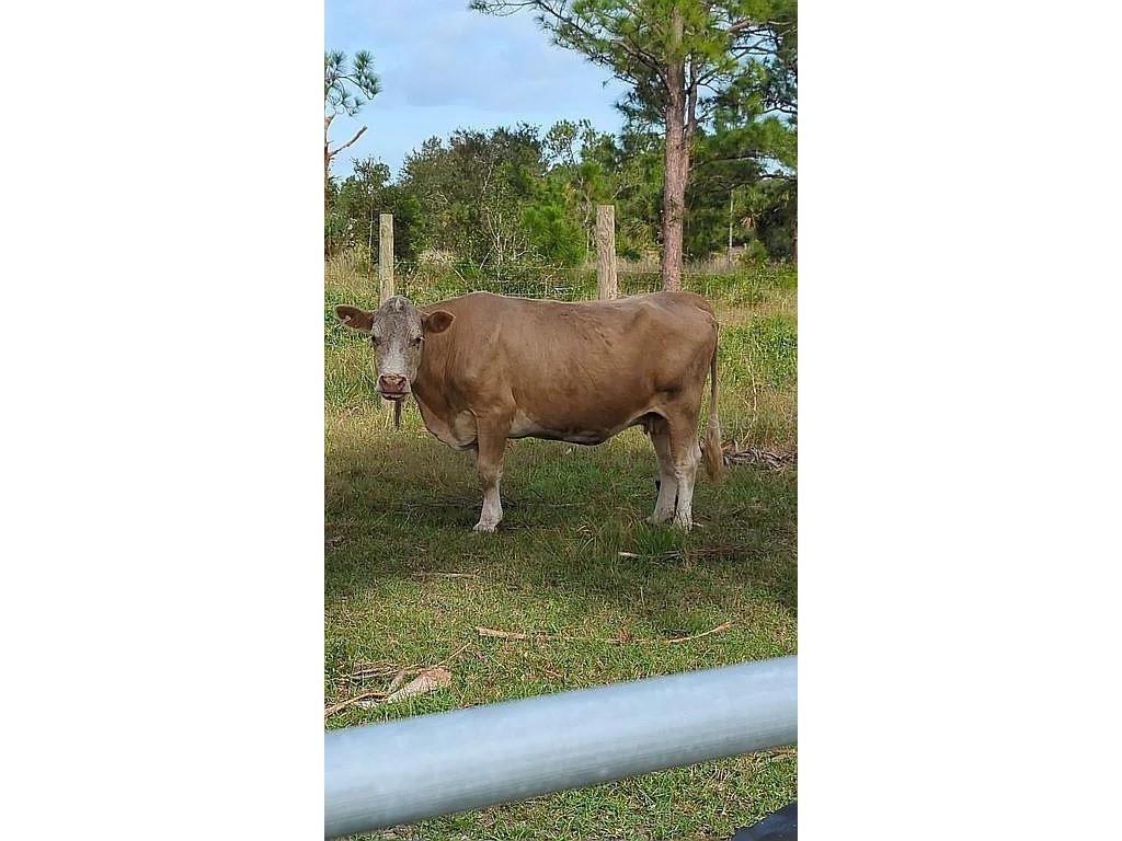 740 S Palomino Street Clewiston FL 33440 O6301113 image39