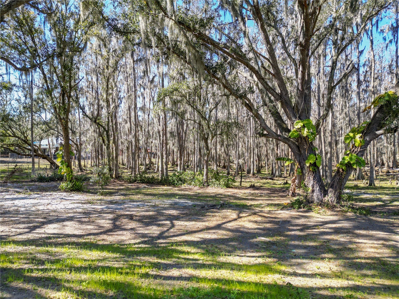 7405 Shoupe Road Plant City FL 33565 L4959144 image59