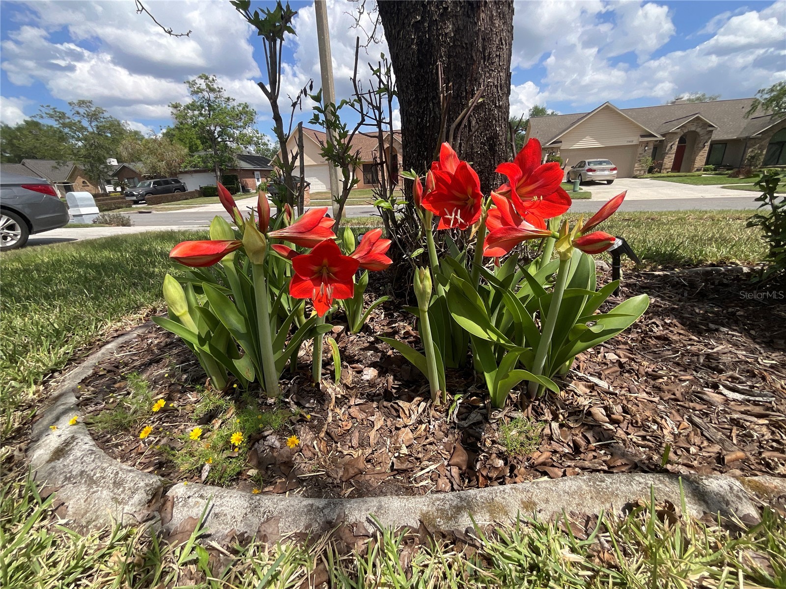 7406 Mint Julep Drive Riverview FL 33578 TB8492785 image26