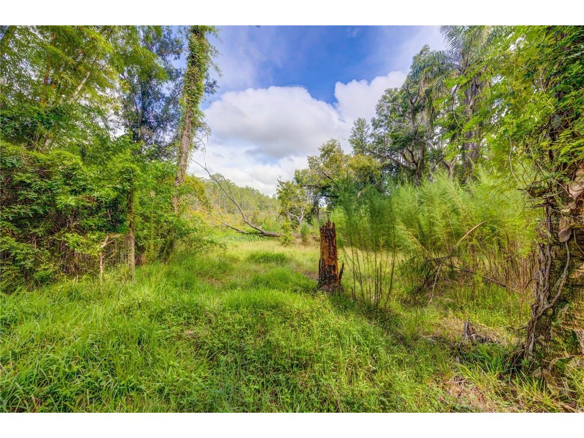 7408 Tom Drive Land O Lakes FL 34638 TB8371929 image6