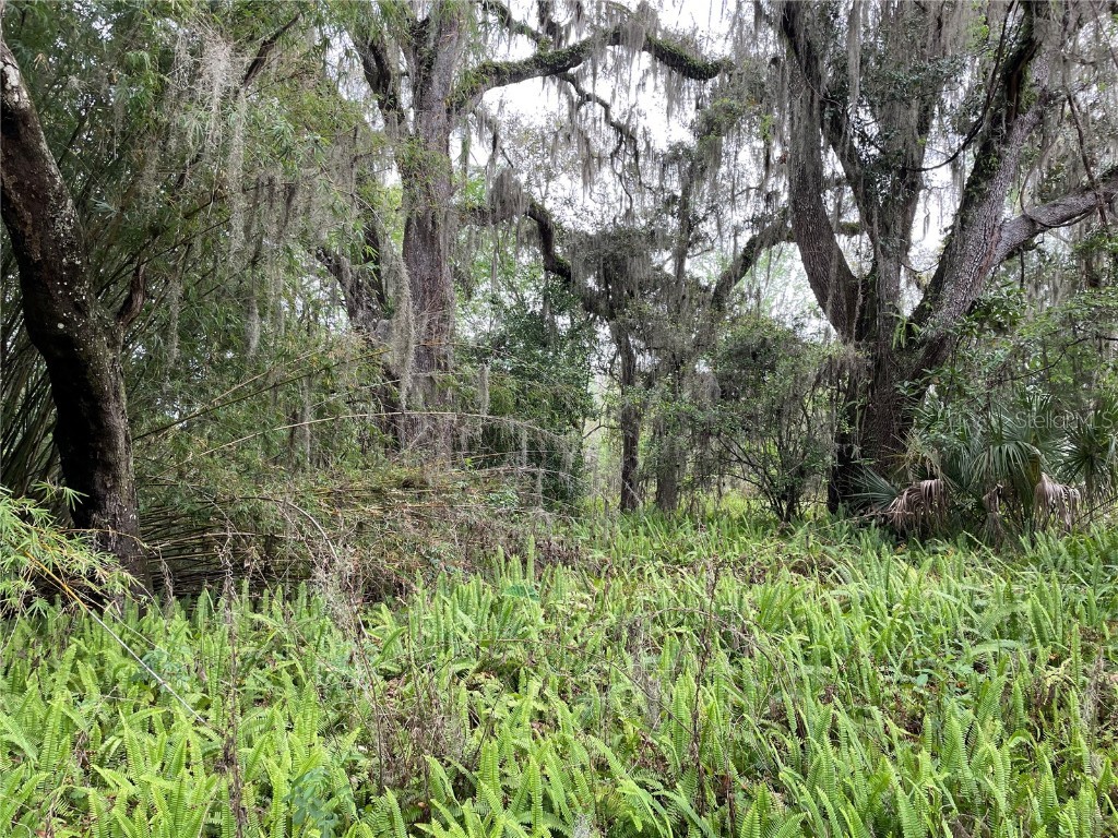 7419 Buck Hope Road Brooksville FL 34601 U8134423 image3