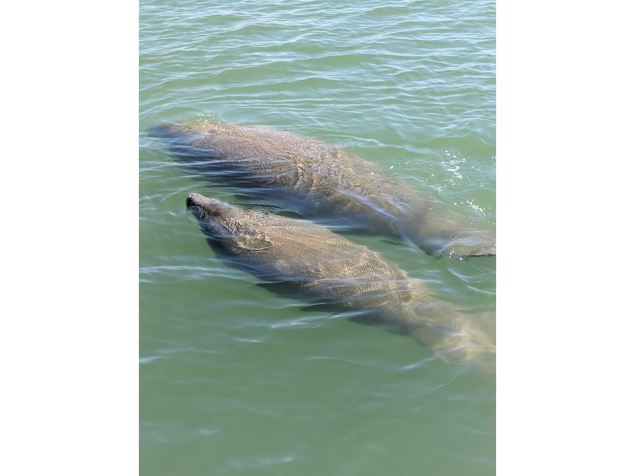 7429 W Revere Lane Homosassa FL 34448 TB8499247 image40