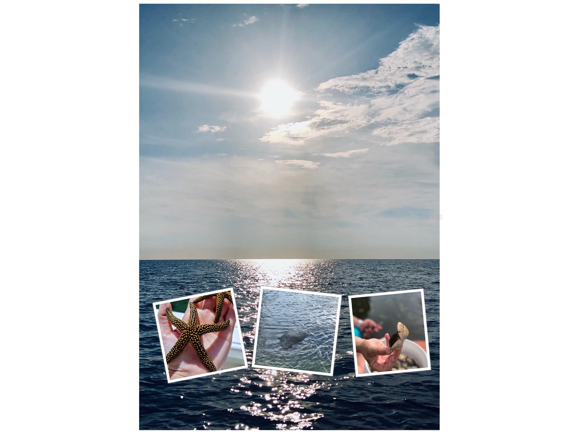 7429 W Revere Lane Homosassa FL 34448 TB8499247 image44