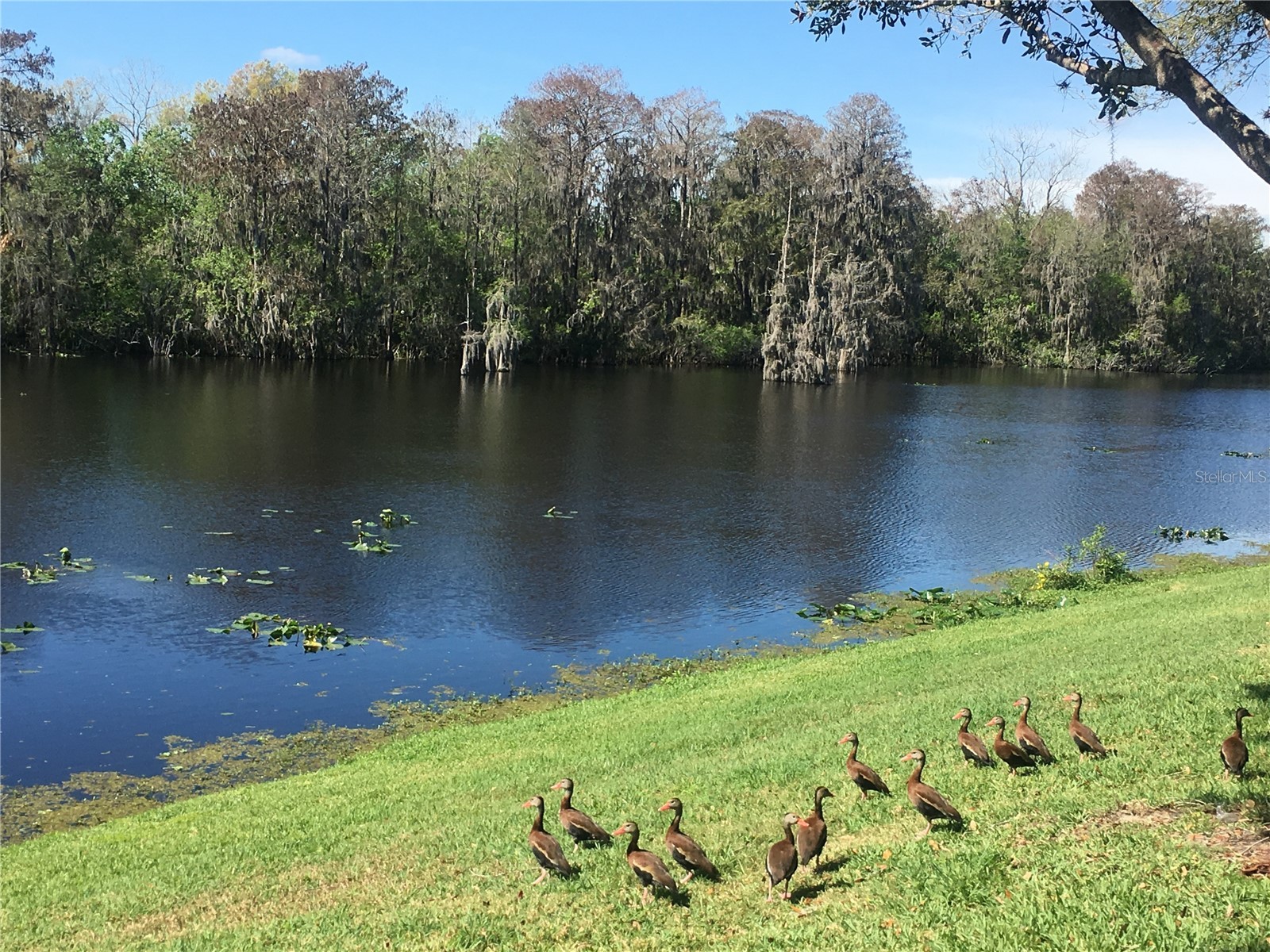 7433 Terrace River Drive Tampa FL 33637 - HILLSBOROUGH RIVER TB8486412 image15