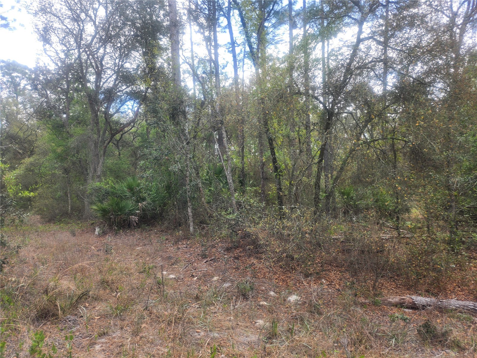 7446 SW 151st Place Dunnellon FL 34432 OM722570 image1