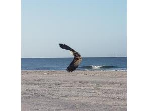7454 Palm Island Drive #3311 Placida FL 33946 - GULF OF MEXICO C7522136 image70