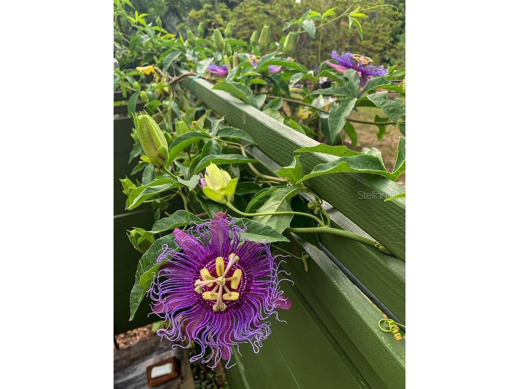 748 W Florence Avenue Deland FL 32720 O6312086 image32