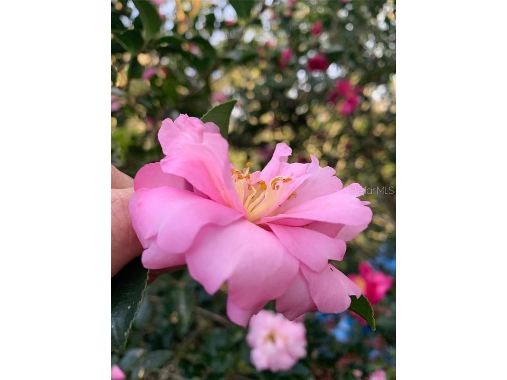 748 W Florence Avenue Deland FL 32720 O6312086 image44