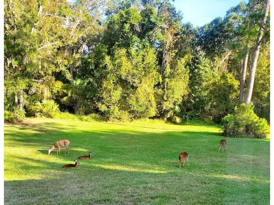 7517 Jomel Drive Weeki Wachee FL 34607 A4693702 image36
